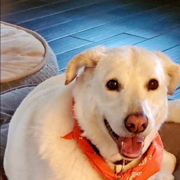 Meet your Posher, Tricia - Picture 1 of 1